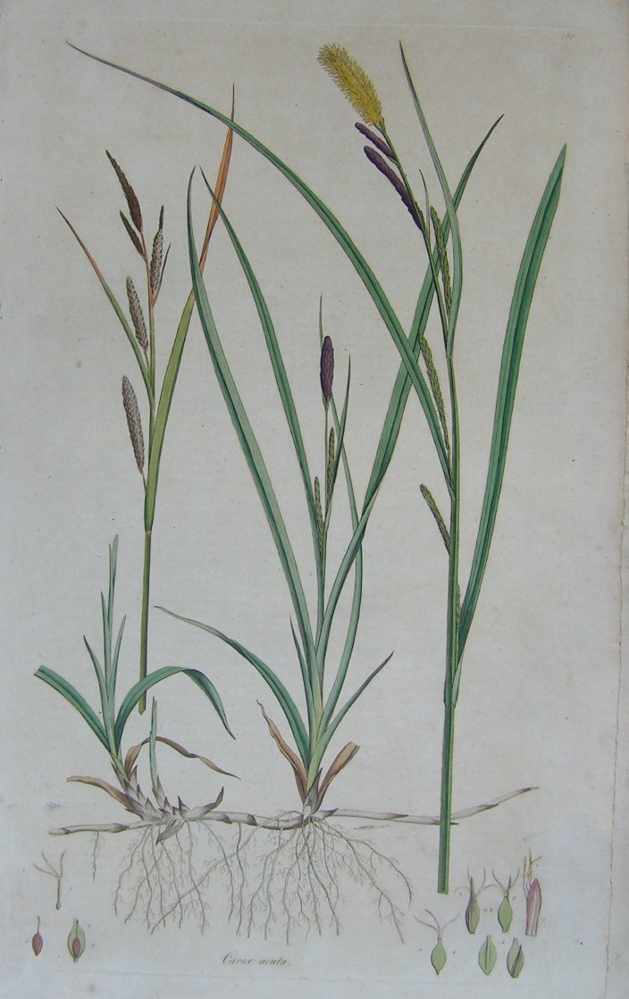 Print - Carex acuta