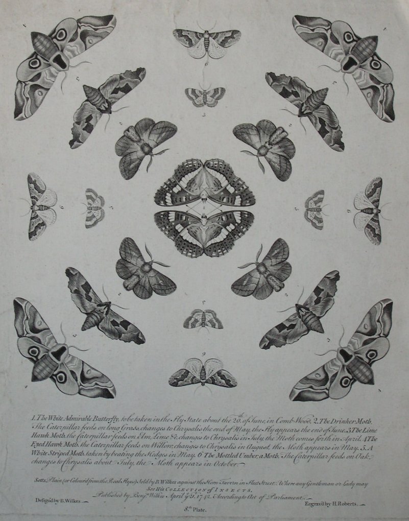 Print - The White Admirable Butterfy etc etc - Roberts