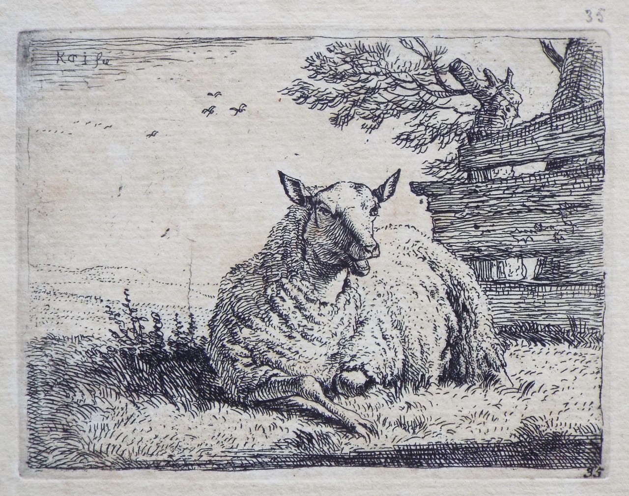 Etching - A sheep resting near a fence - Dujardin