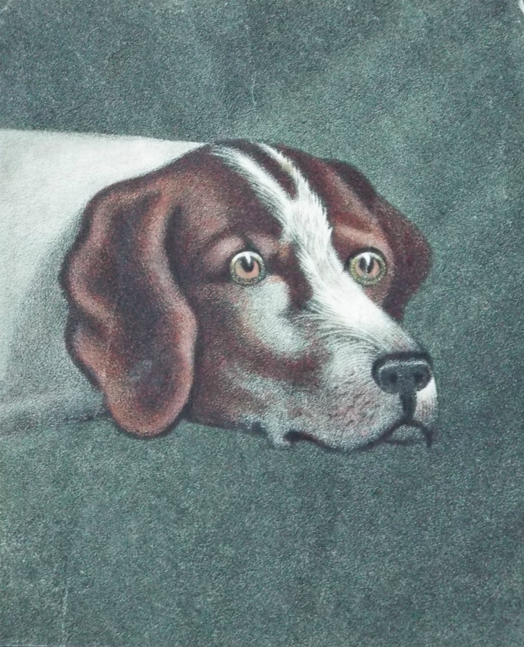 Lithograph - (Hound's Head)