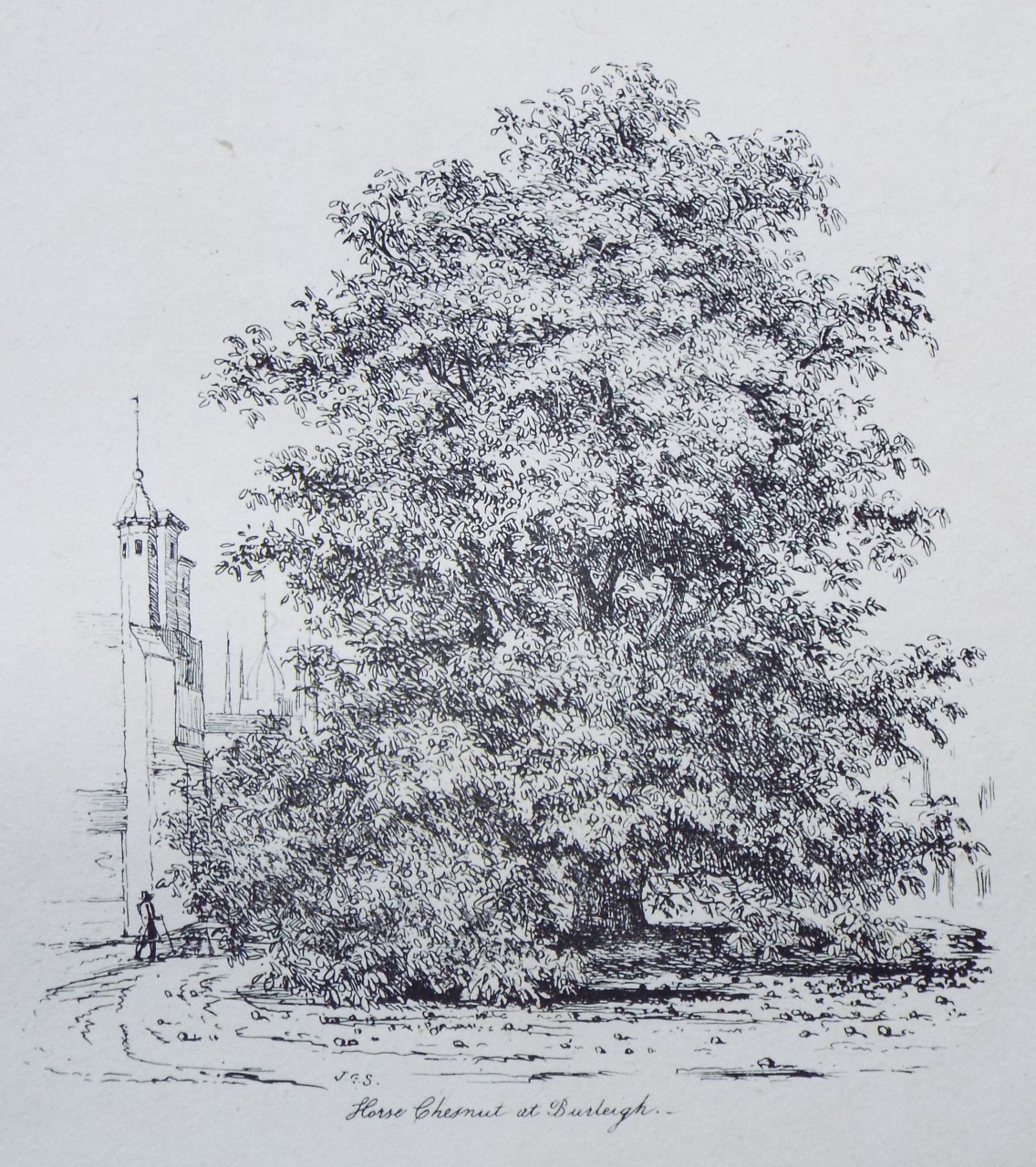 Etching - Horse Chestnut at Burleigh. - Strutt