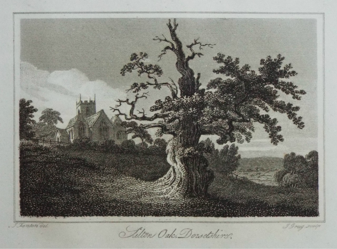 Print - Silton Oak, Dorsetshire. - Greig