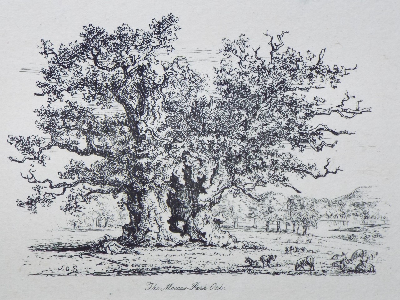 Etching - The Moccas-Park Oak. - Strutt