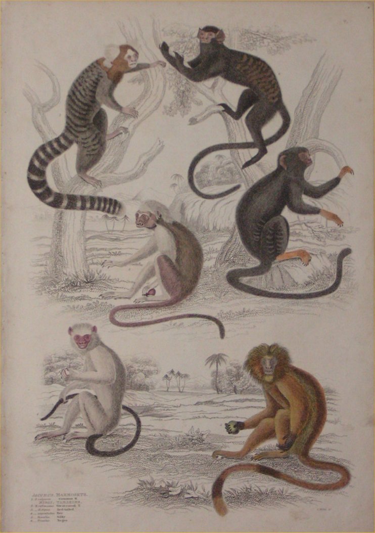 Print - 005 Jacchus, Marmosets - Milne