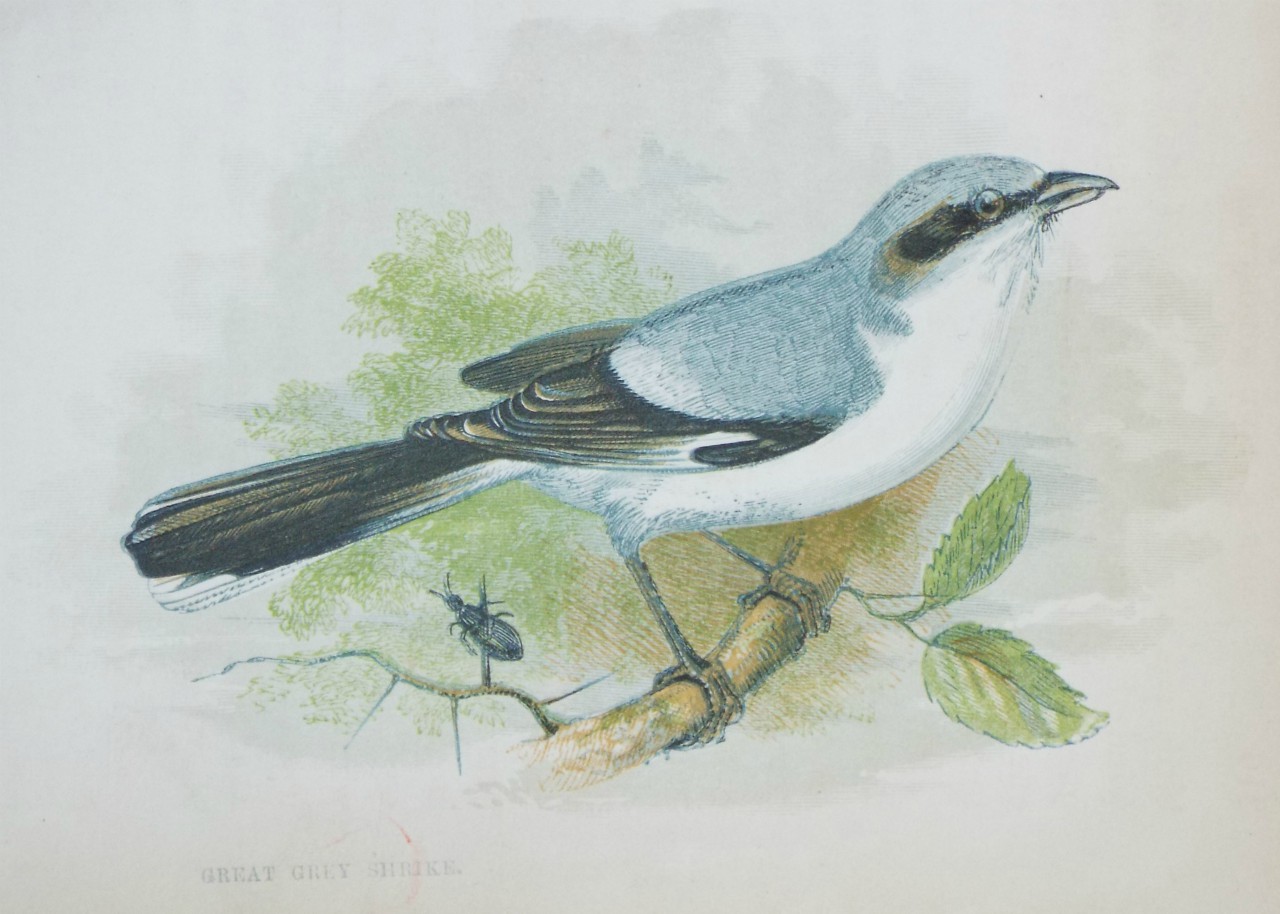 Chromo-lithograph - Great Grey Shrike.