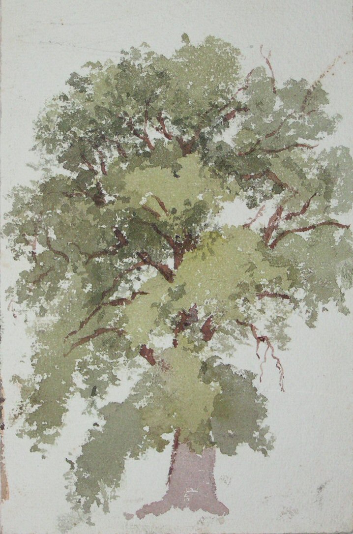 Watercolour - Oak Tree