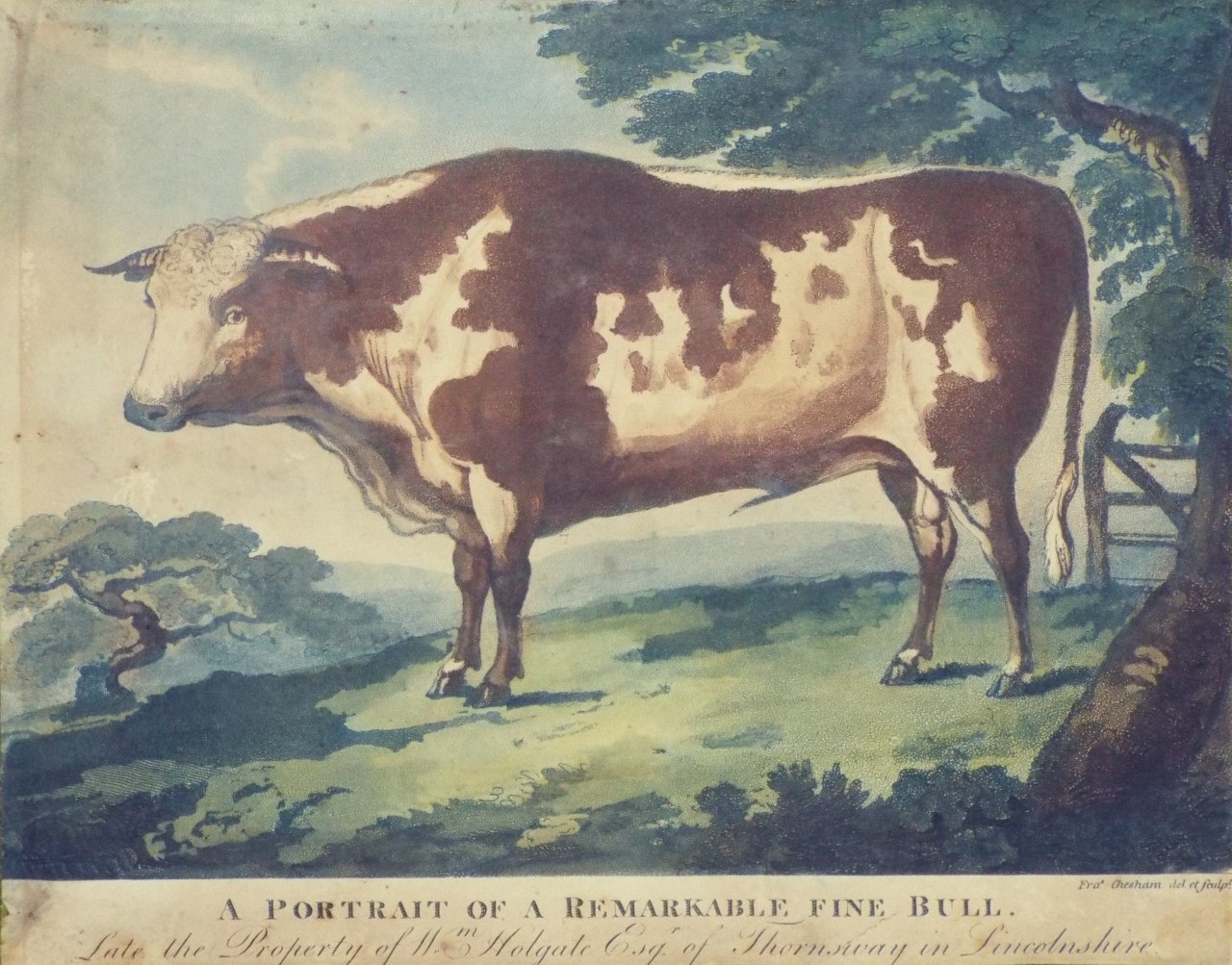 Aquatint - A Portrait of a Remarkable Fine Bull. Late the Property of Wm. Holgate Esq. of Thornsway in Lincolnshire. - Chesham