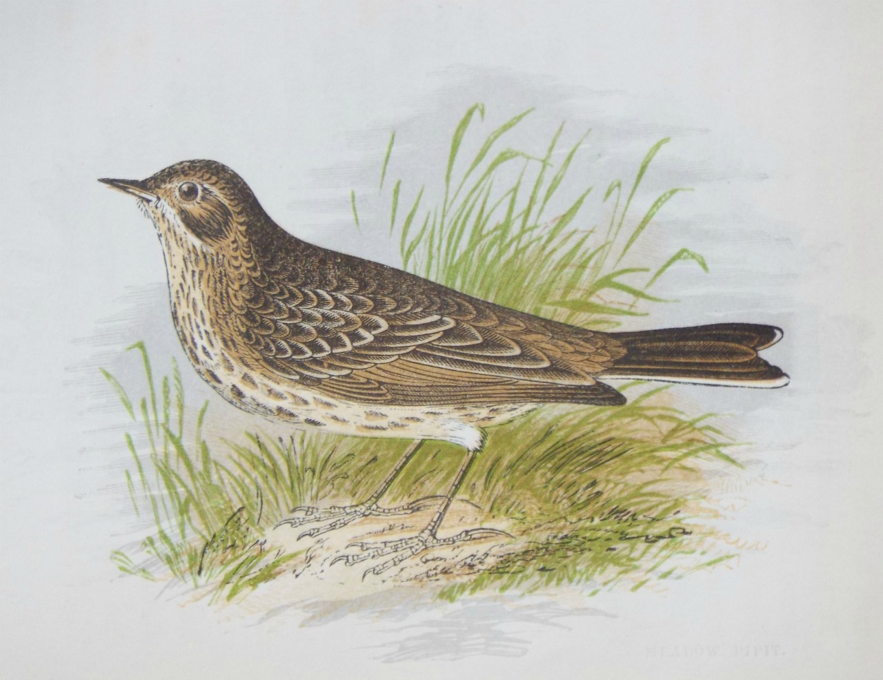 Chromo-lithograph - Meadow Pipit.