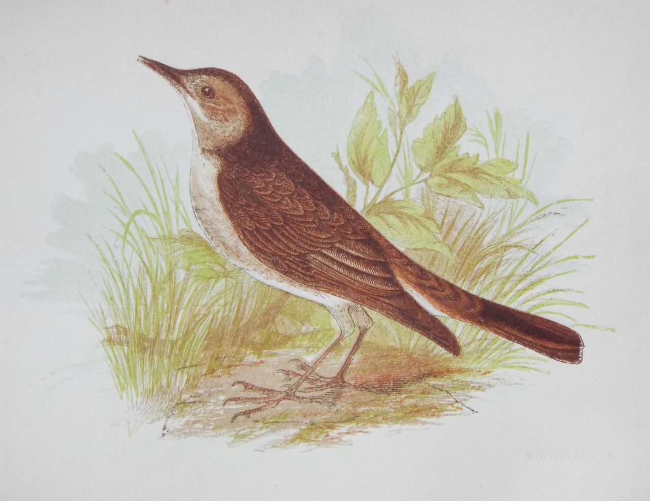 Chromo-lithograph - Nightingale.