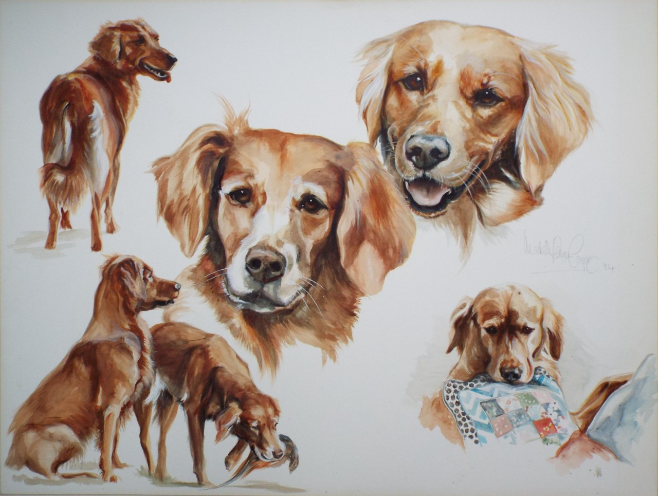 Watercolour - Portraits of two Golden Retrievers