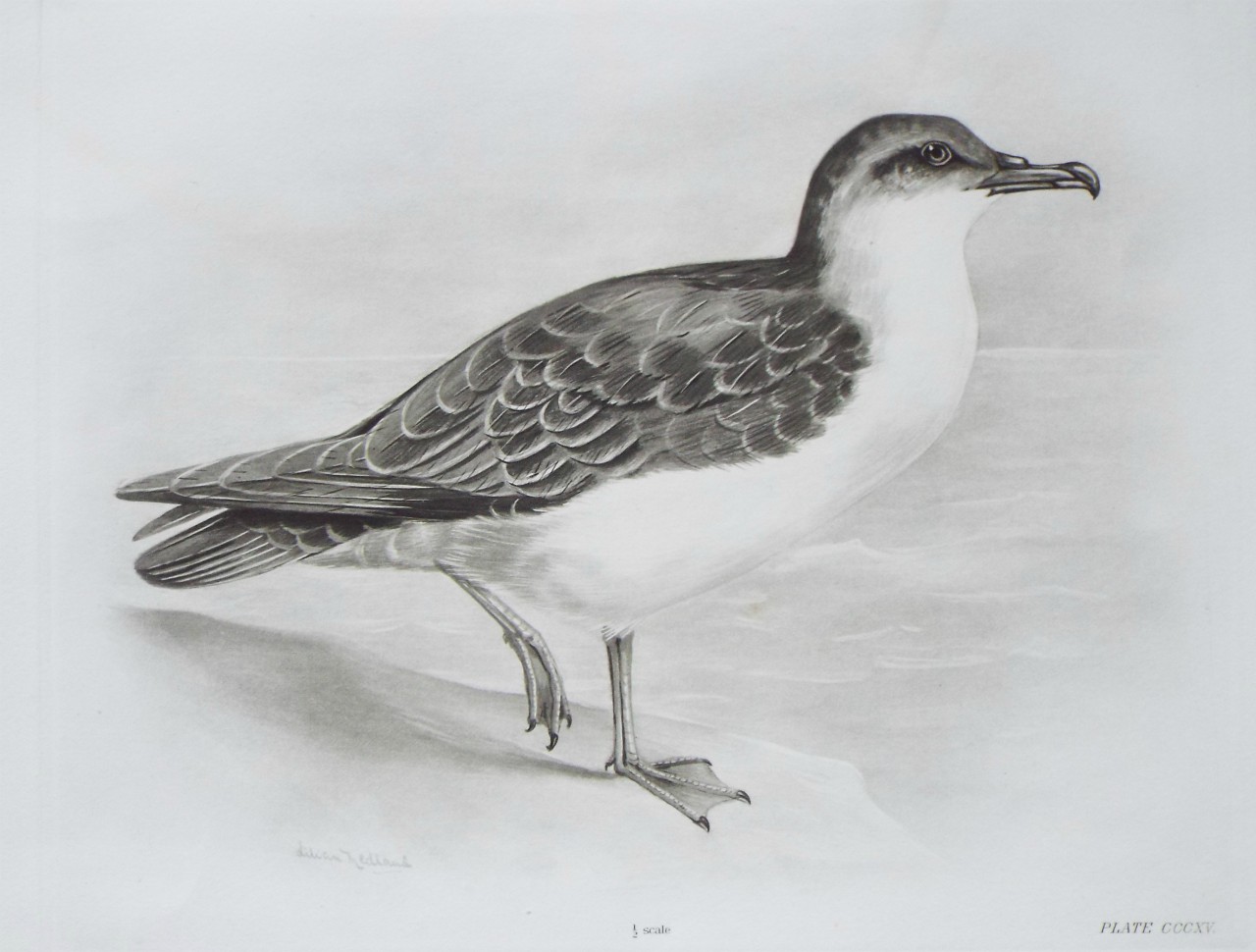 Gravure - Manx Shearwater?