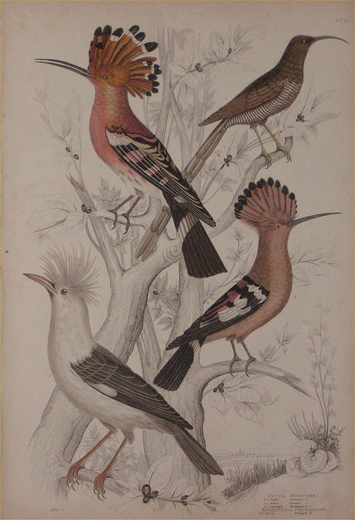 Print - 092 Upupa, Hoopoes - Milne