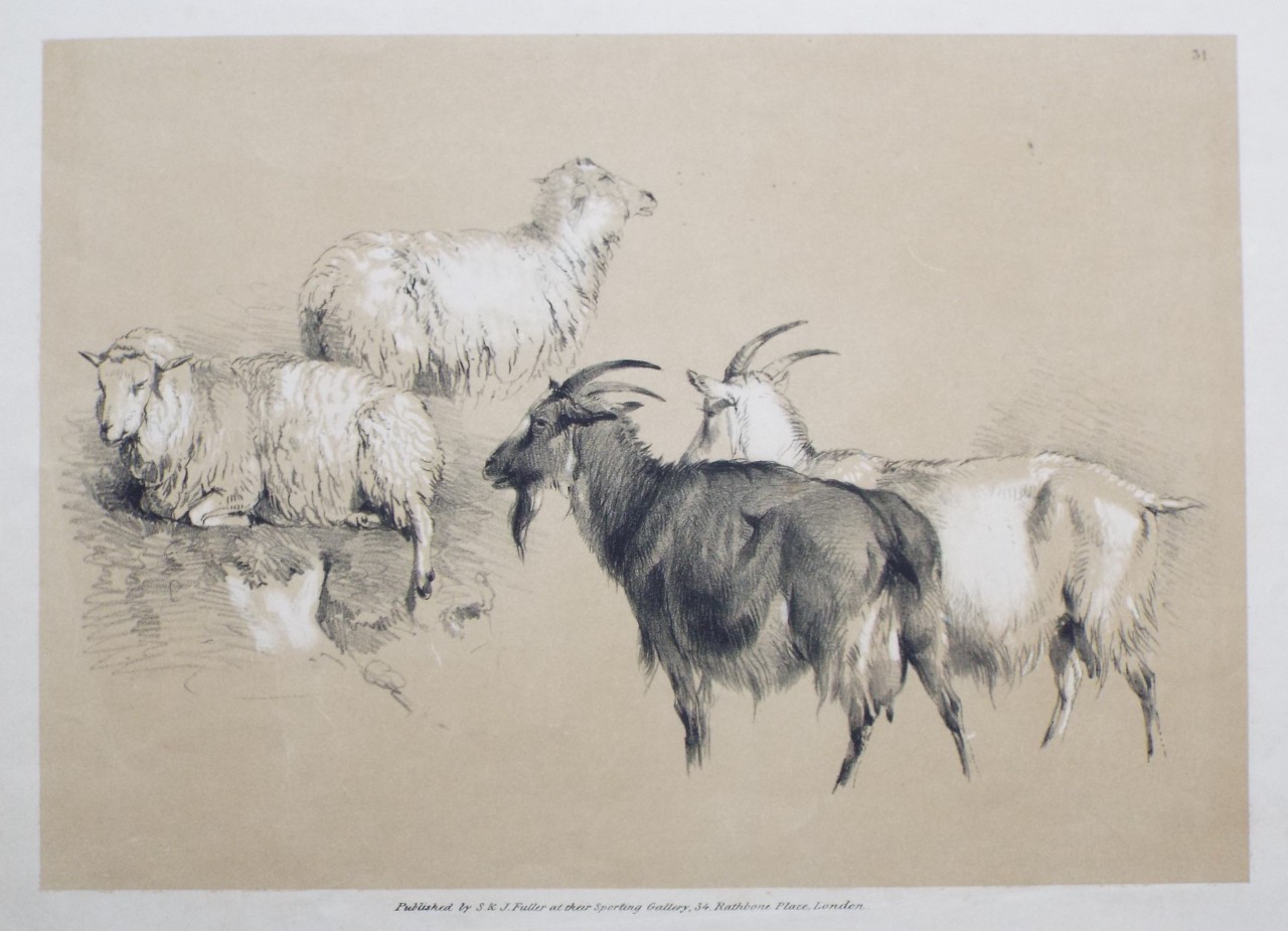 Lithograph - No. 31 (Two goats and two sheep) - Cooper