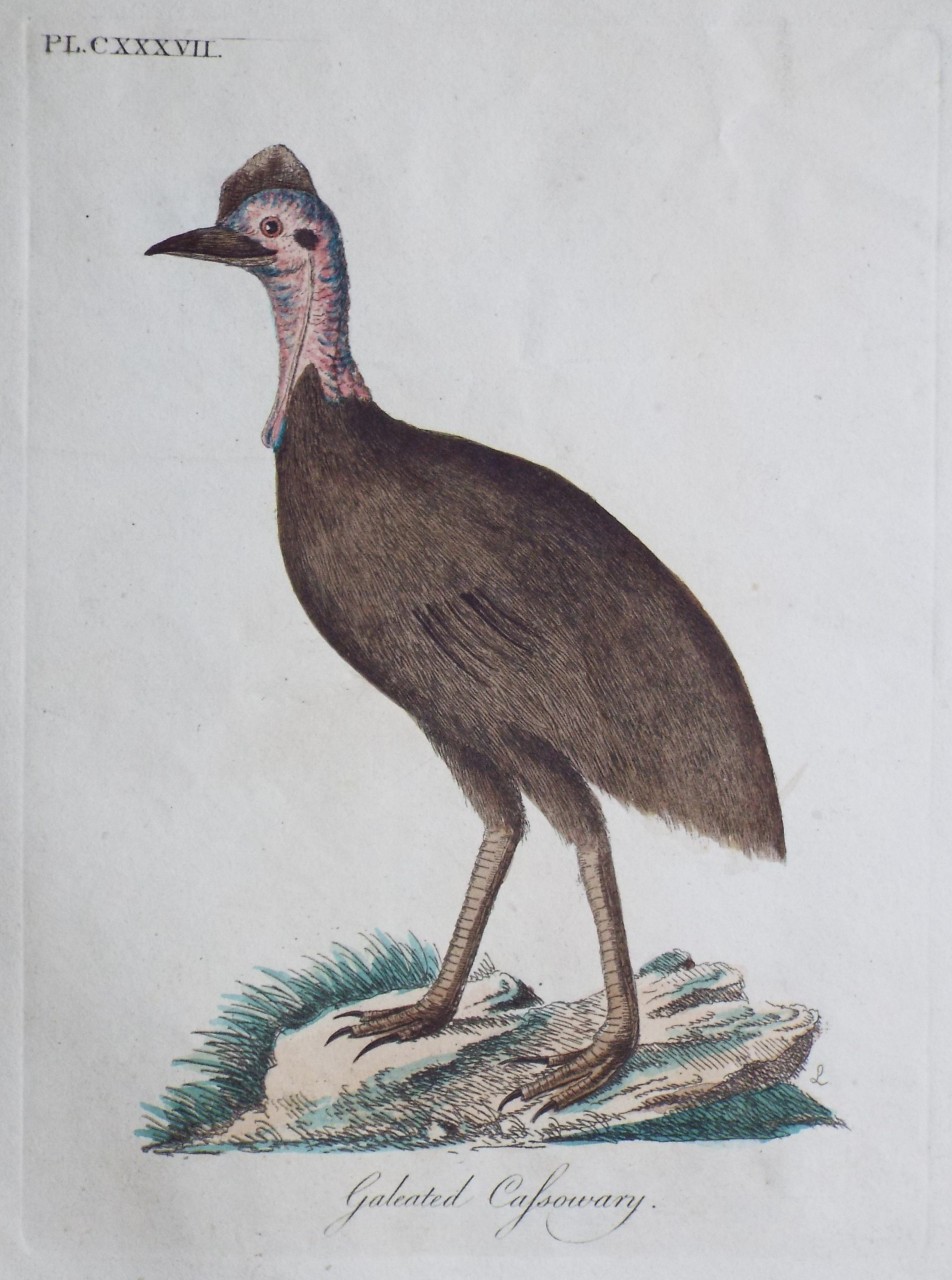 Print - Galeated Cassowary.