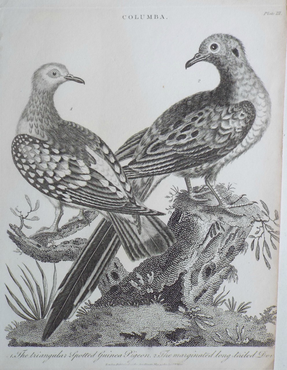 Print - Columba. 1. The Triangular-Spotted Guinea Pigeon. 2. The marginated long-tailed Dove. - Pass