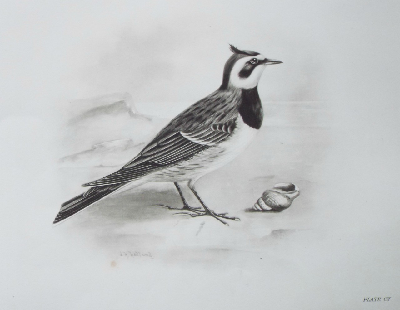 Gravure - Crested lark?