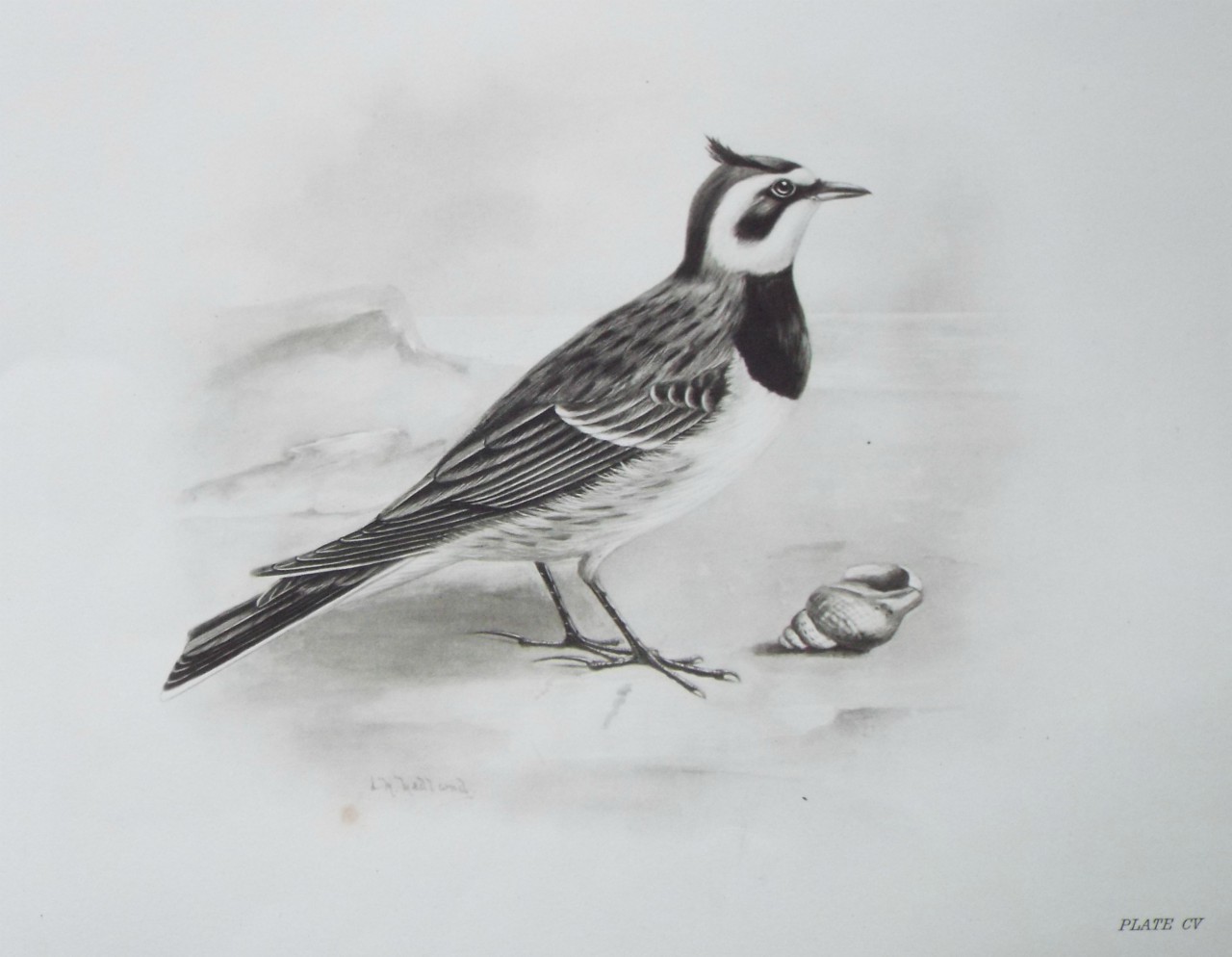 Gravure - Crested lark?