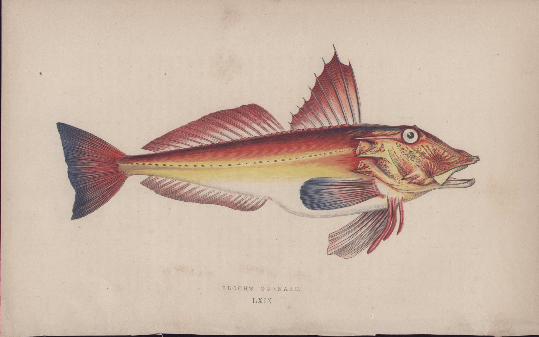 Chromolithograph - 069 Bloch's Gurnard. LXIX - Fawcett