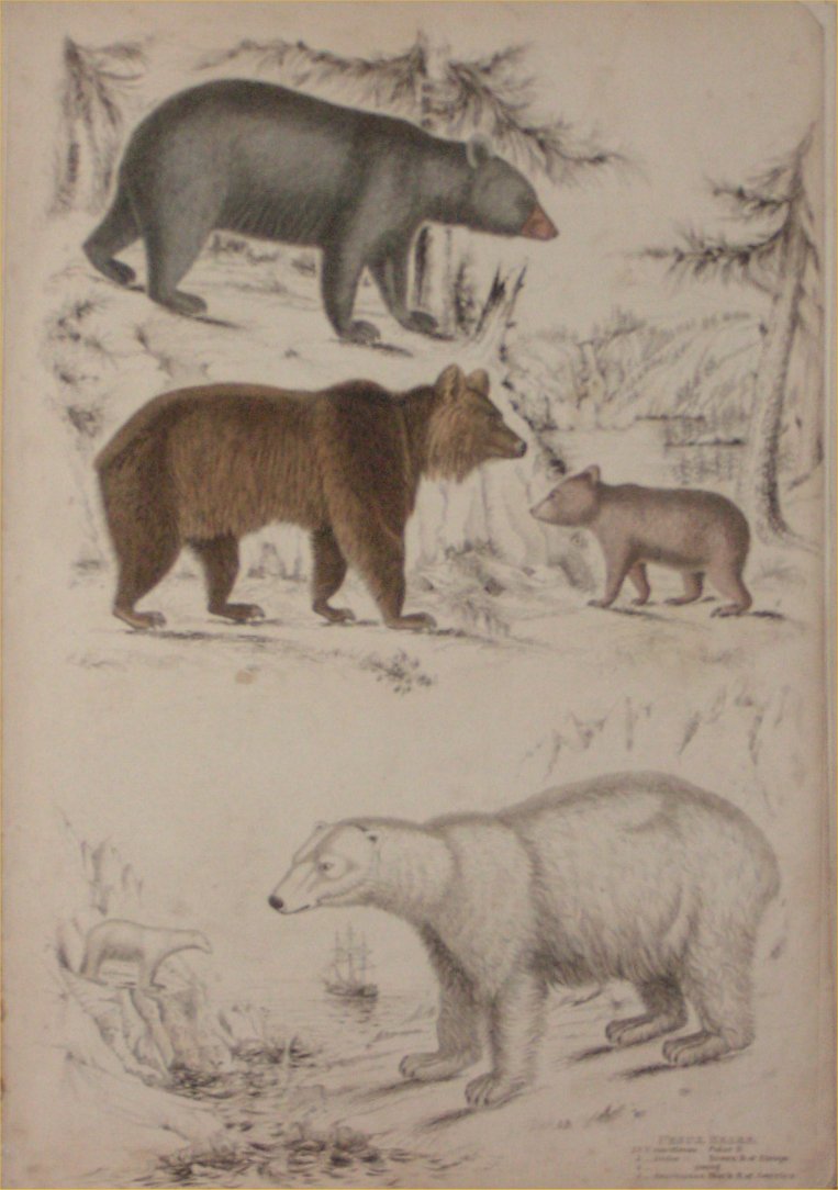 Print - 010 Ursus, Bears - Milne