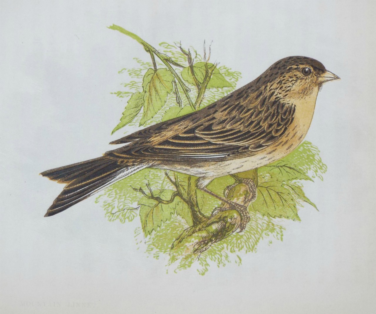 Chromo-lithograph - Mountain Linnet.