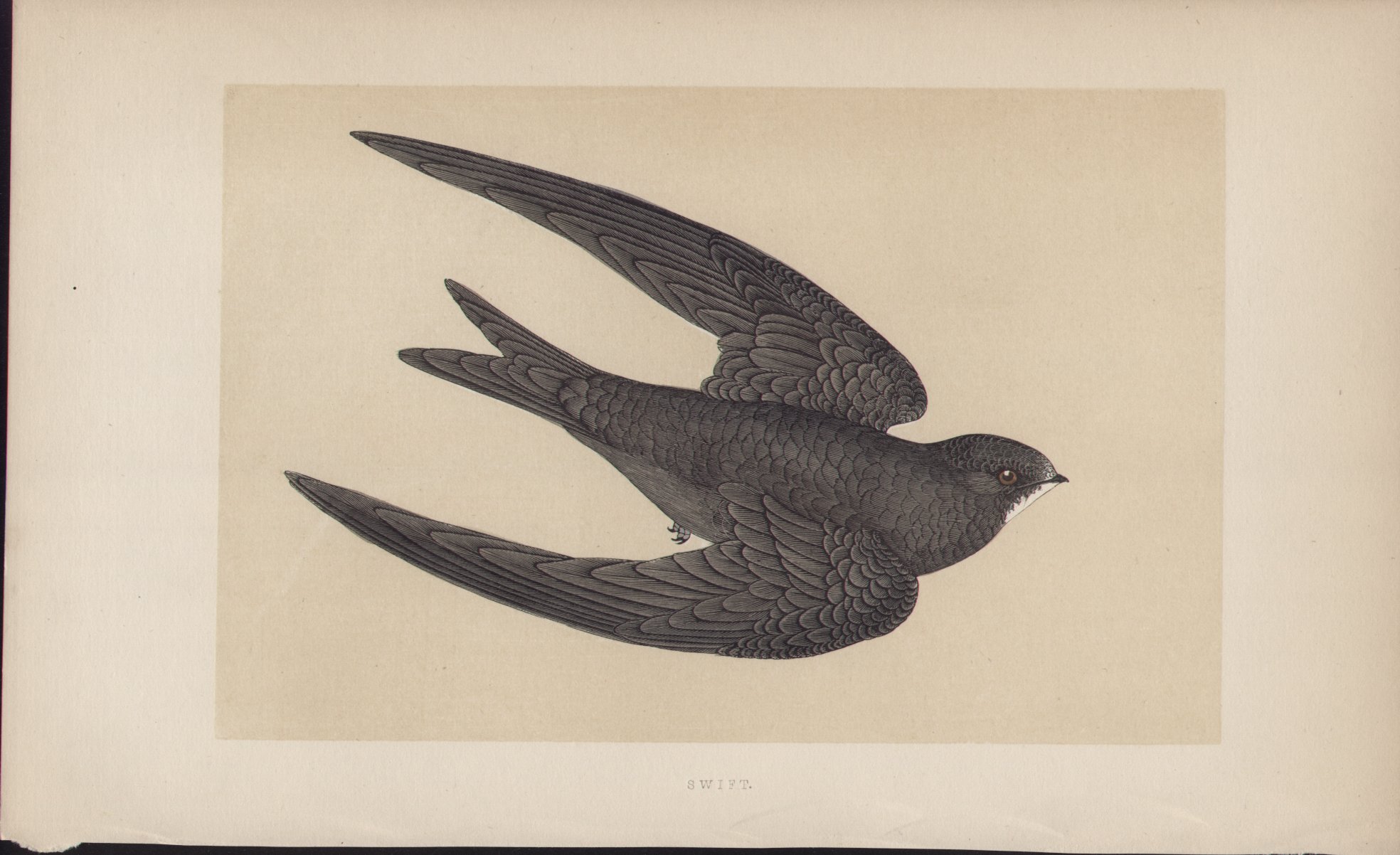 Wood - Swift - Fawcett