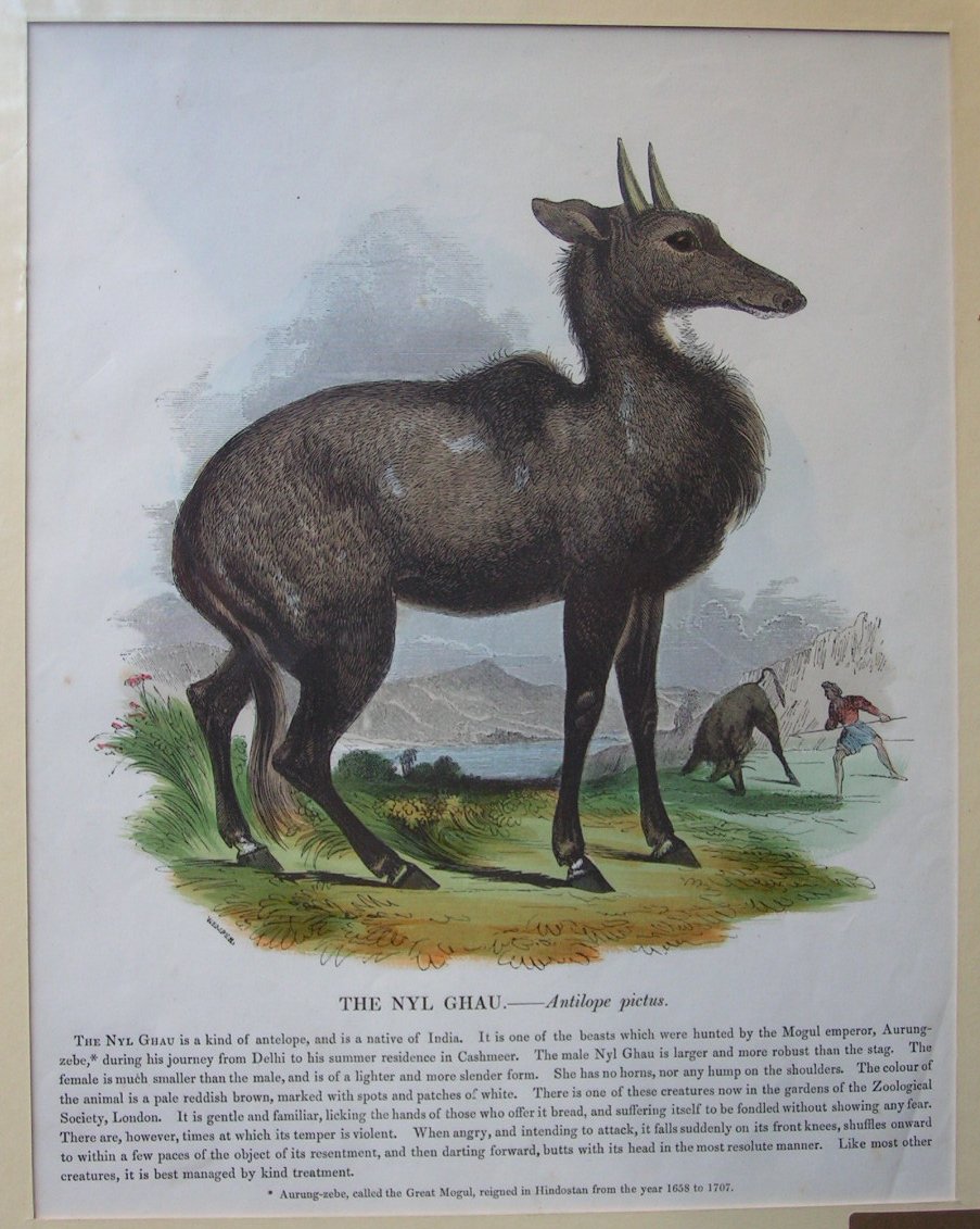 Wood - The Nhyl Ghau. - Antilope pictus.