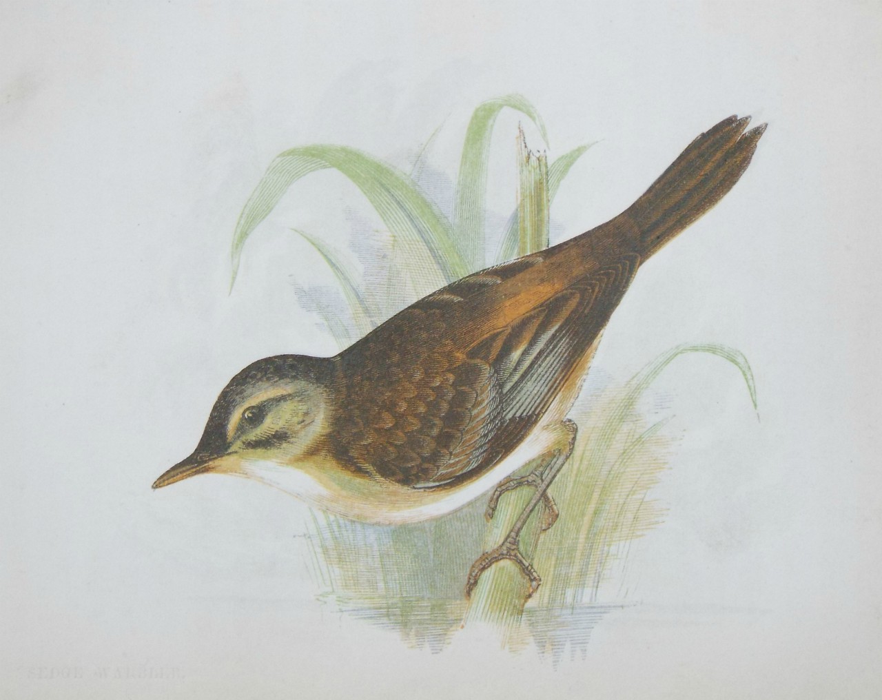 Chromo-lithograph - Sedge Warbler.