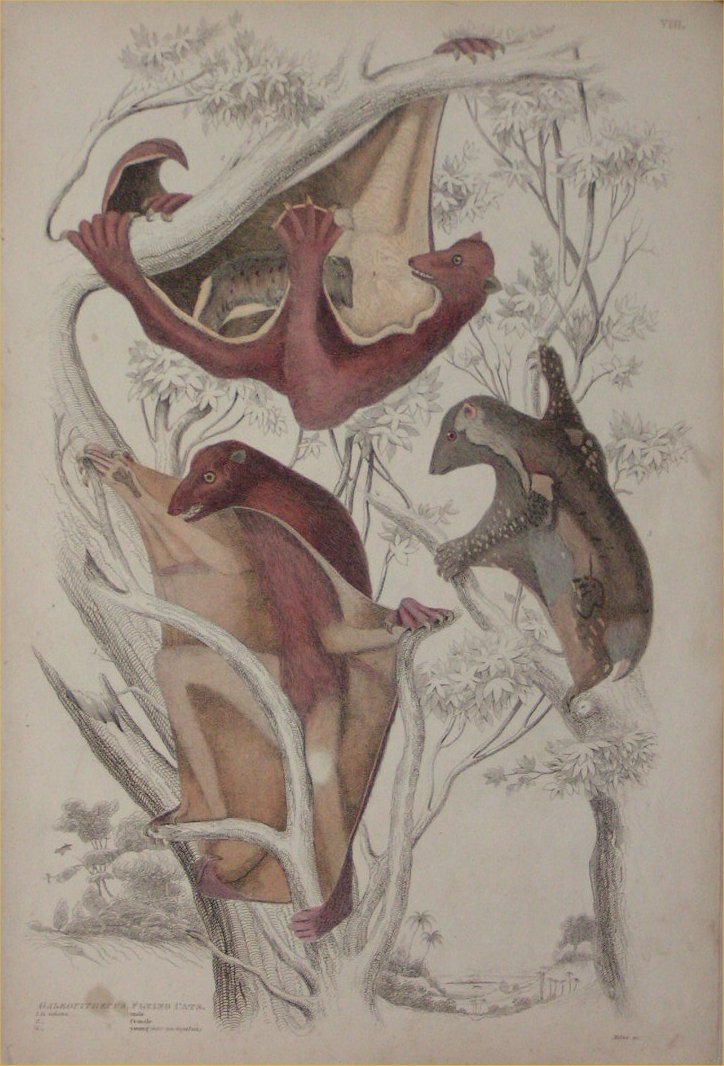 Print - 008 Galeopithecus, Flying Cats - Milne