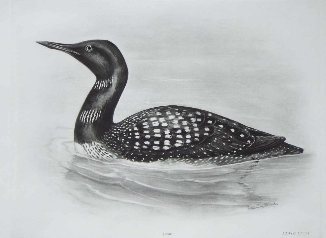 Gravure - Great Northern Diver