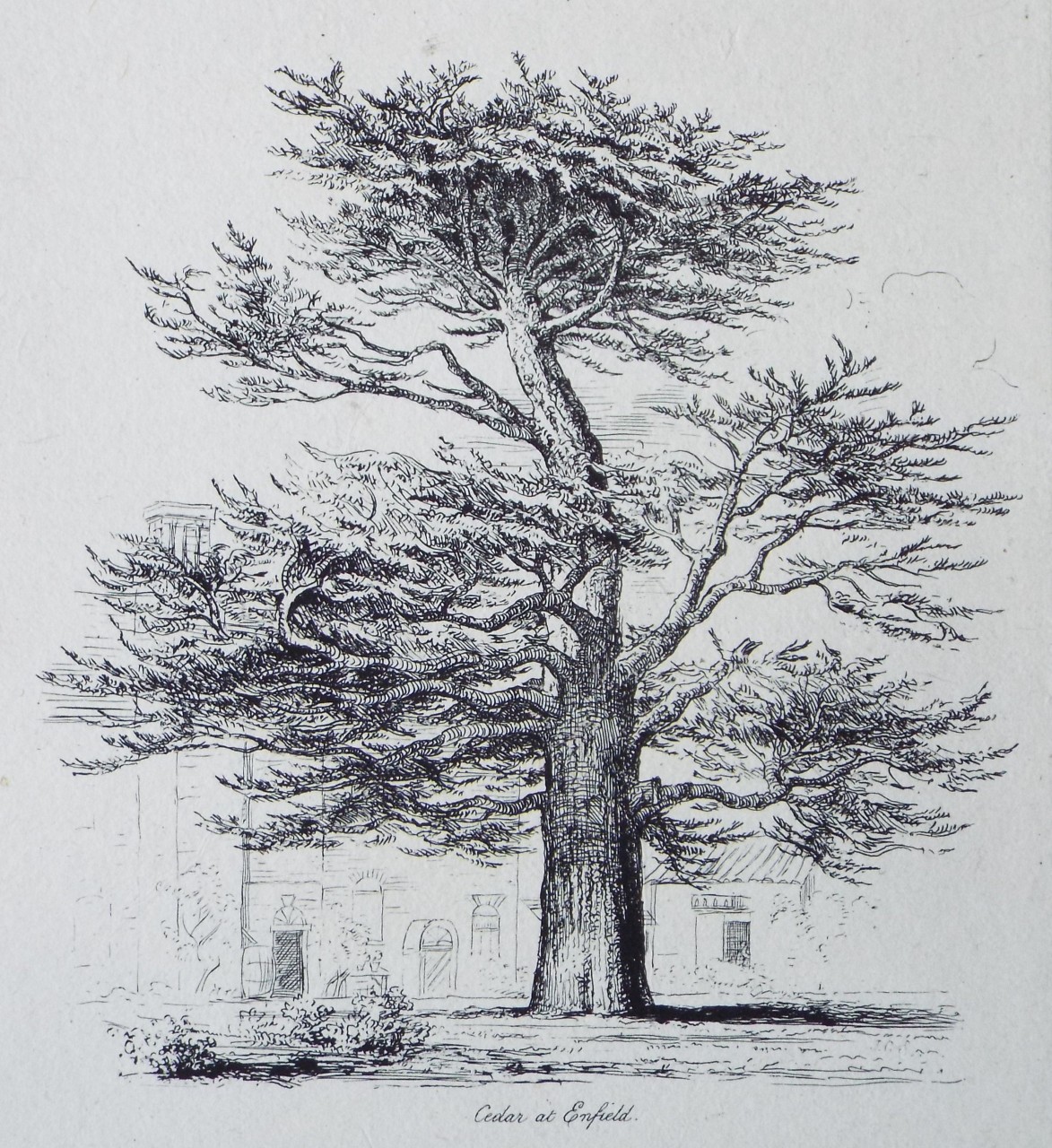 Etching - Cedar at Enfield. - Strutt