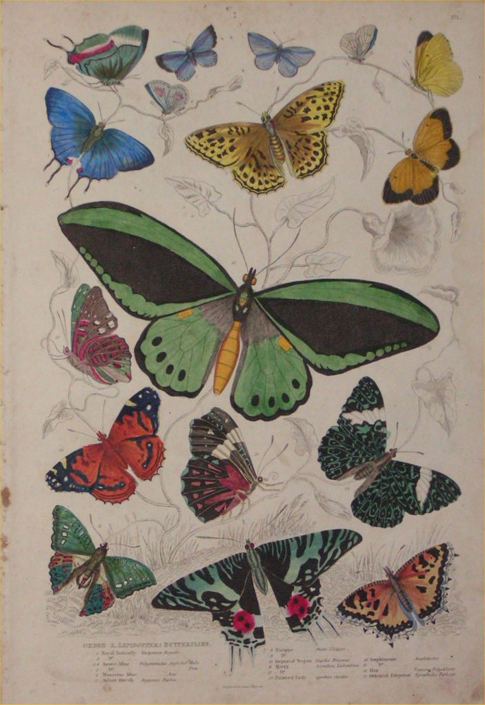 Print - 012 Order X.Lepidoptera, Butterflies - Milne