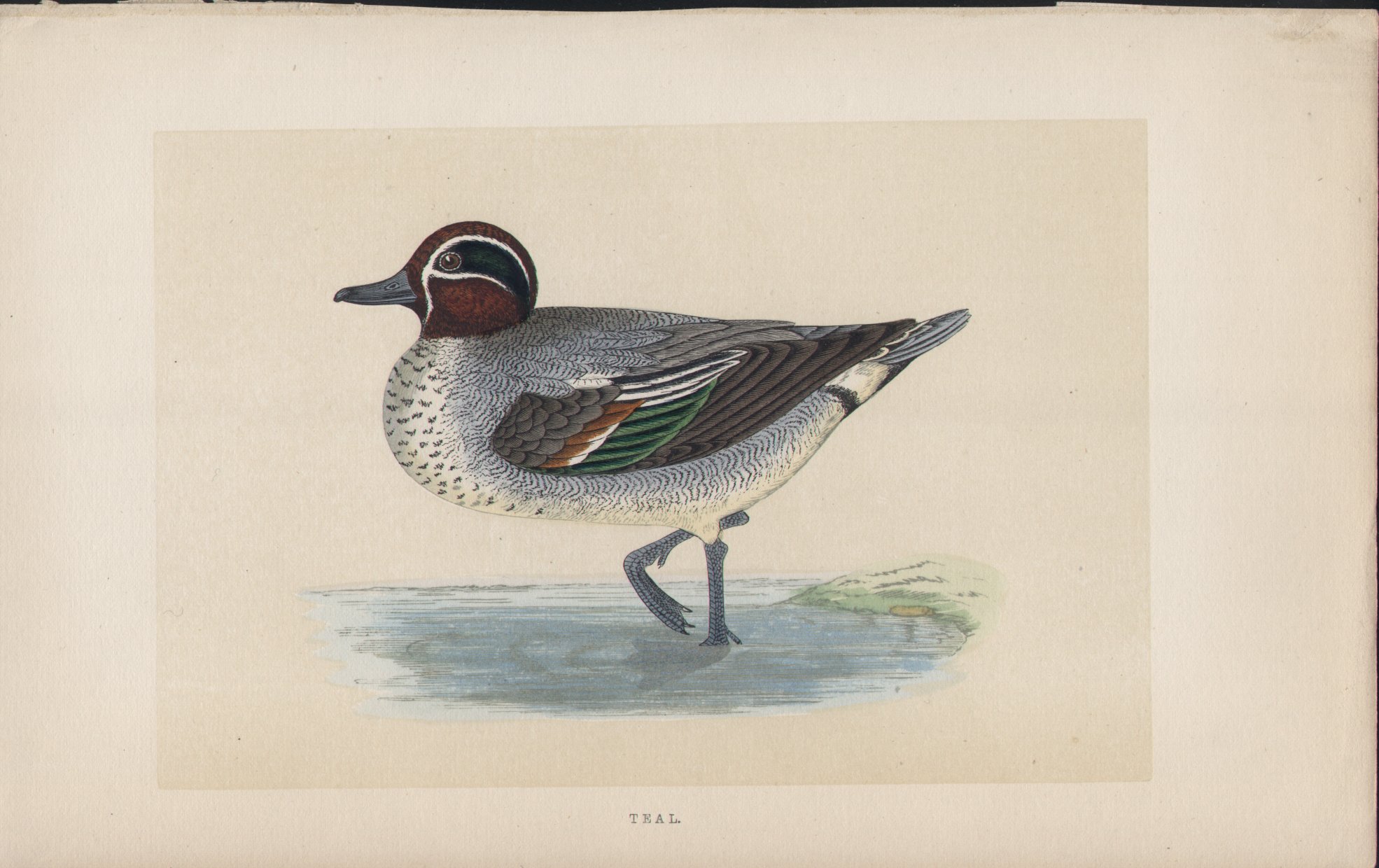 Wood - Teal - Fawcett