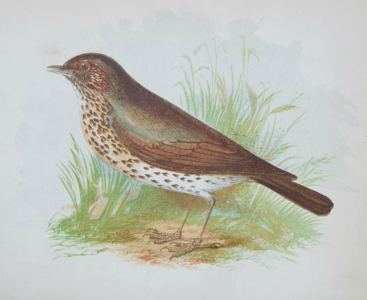 Chromo-lithograph - Thrush.