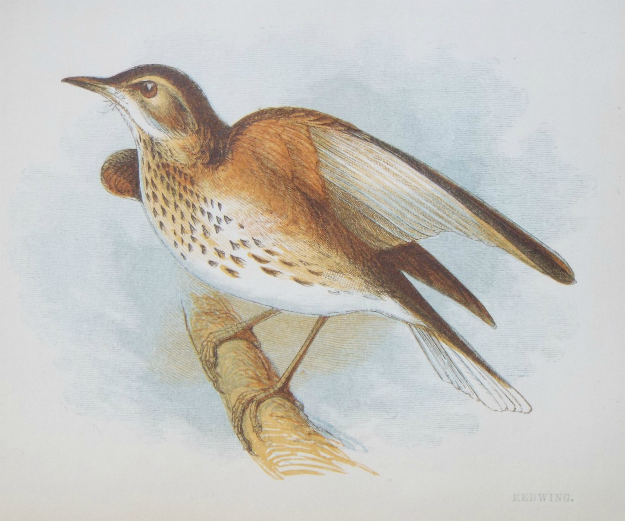 Chromo-lithograph - Redwing.