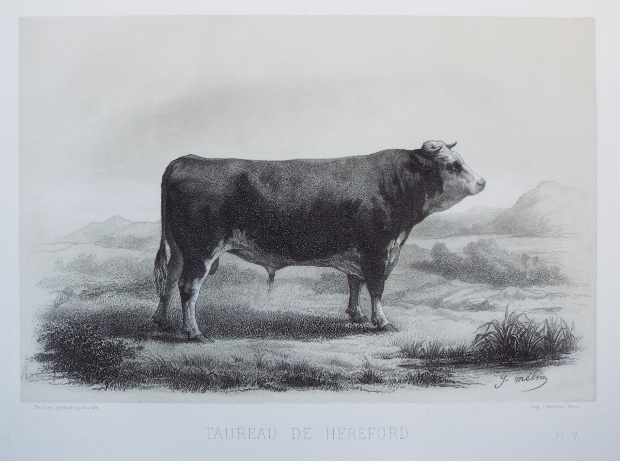 Heliogravure - Taurreau de Hereford.