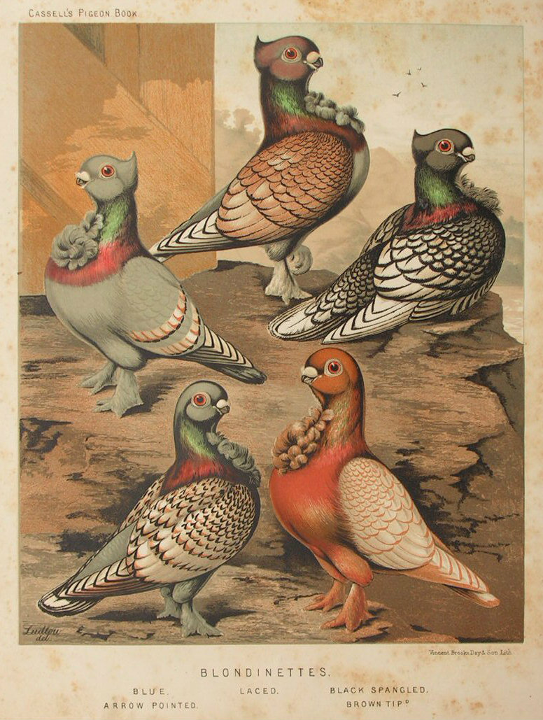 Chromolithograph - Blondinettes. Blue, Laced, Black Spangled, Arrow Pointed, Brown Tipd.