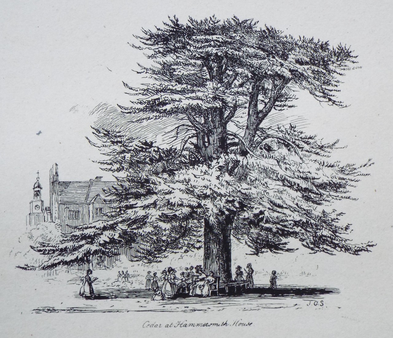 Etching - Cedar at Hammersmith House. - Strutt