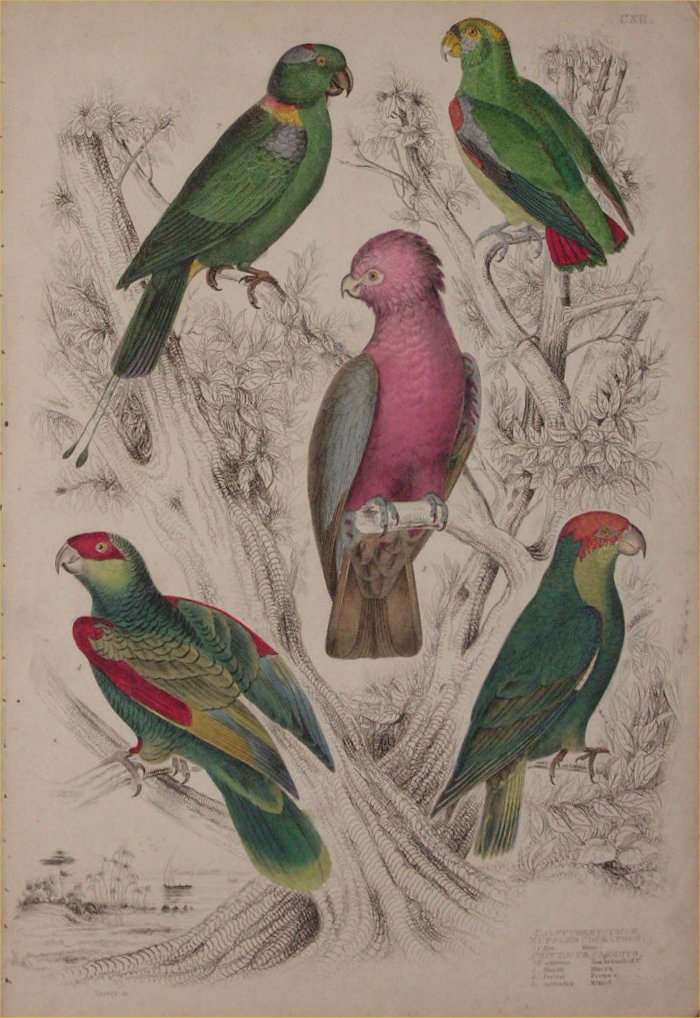 Print - 107 Calyptorhynchus, Muffled Cockatoos. Psittacus, Parrots - Milne