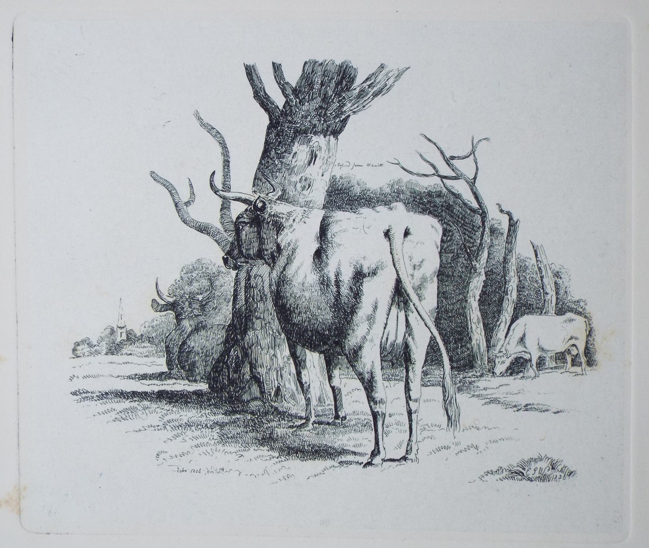 Etching - (Cattle Grazing) - Wilkinson