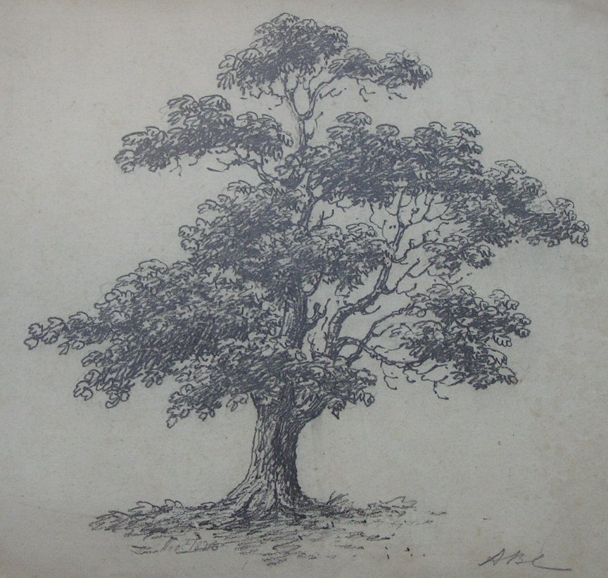 Pencil sketch - (Tree)