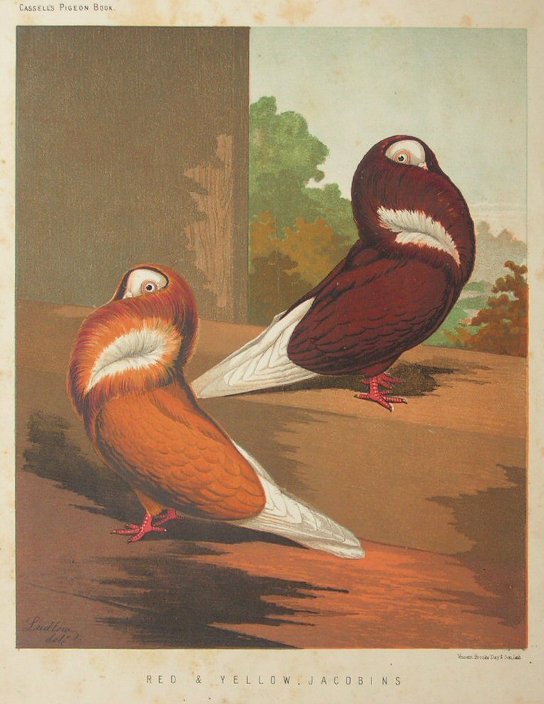 Chromolithograph - Red & Yellow Jacobins