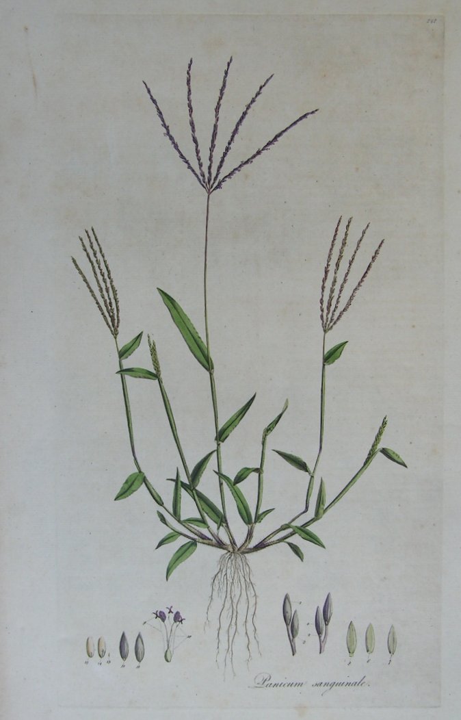 Print - Panicum sanguinale