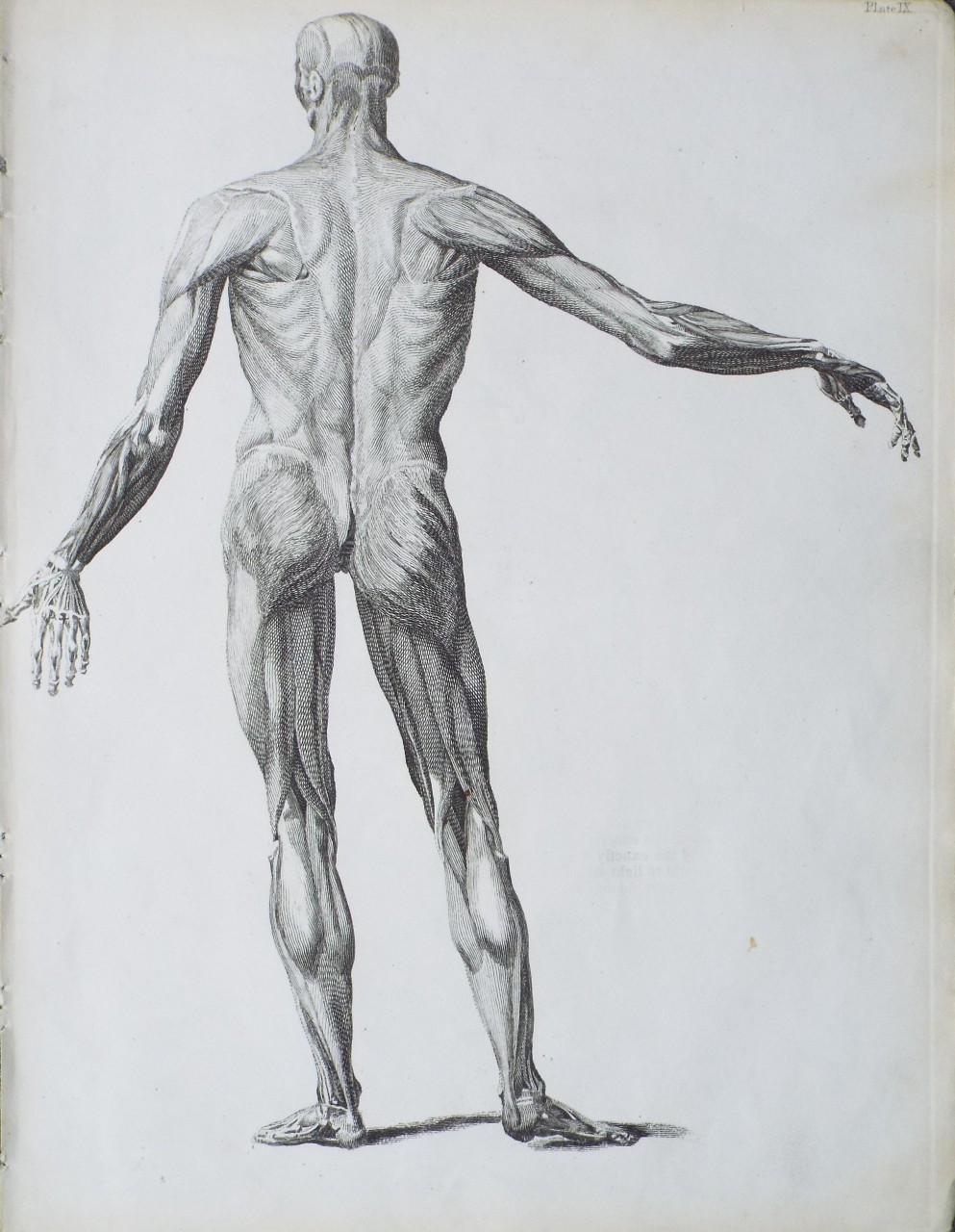 Print - (Human figure back view showing musculature)