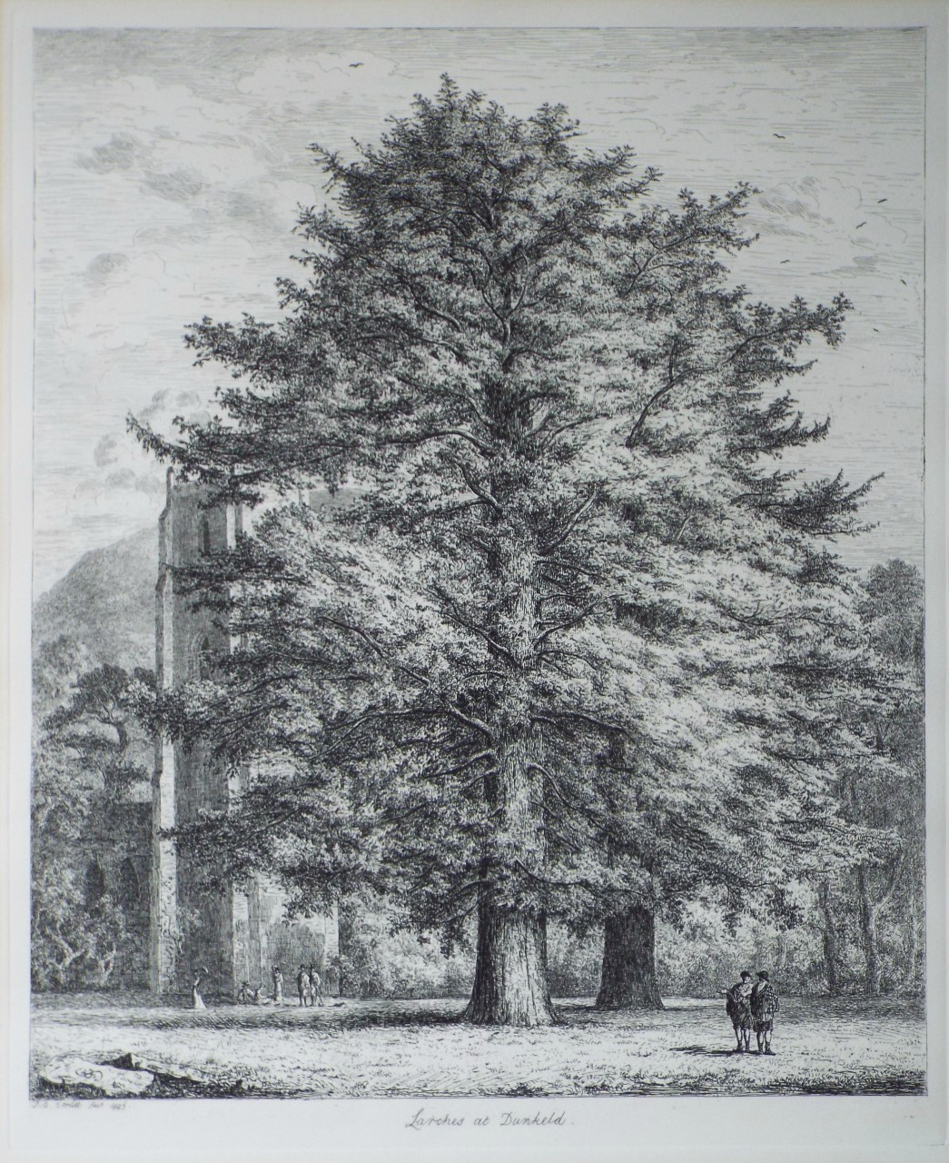 Etching - Larches at Dunkeld. - Strutt