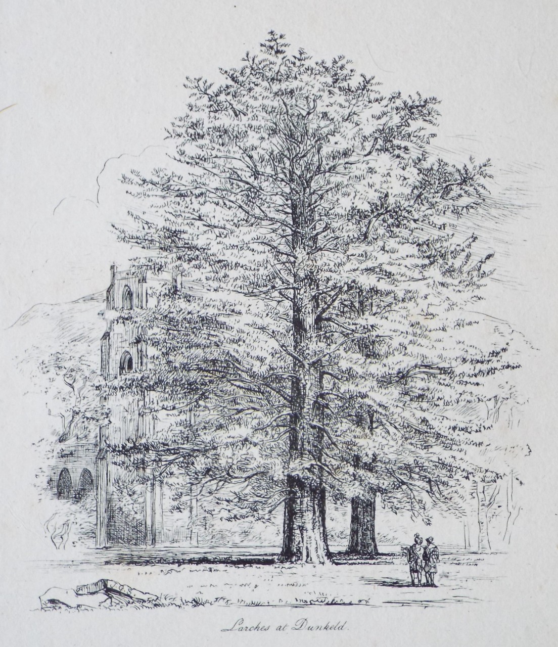 Etching - Larches at Dunkeld. - Strutt