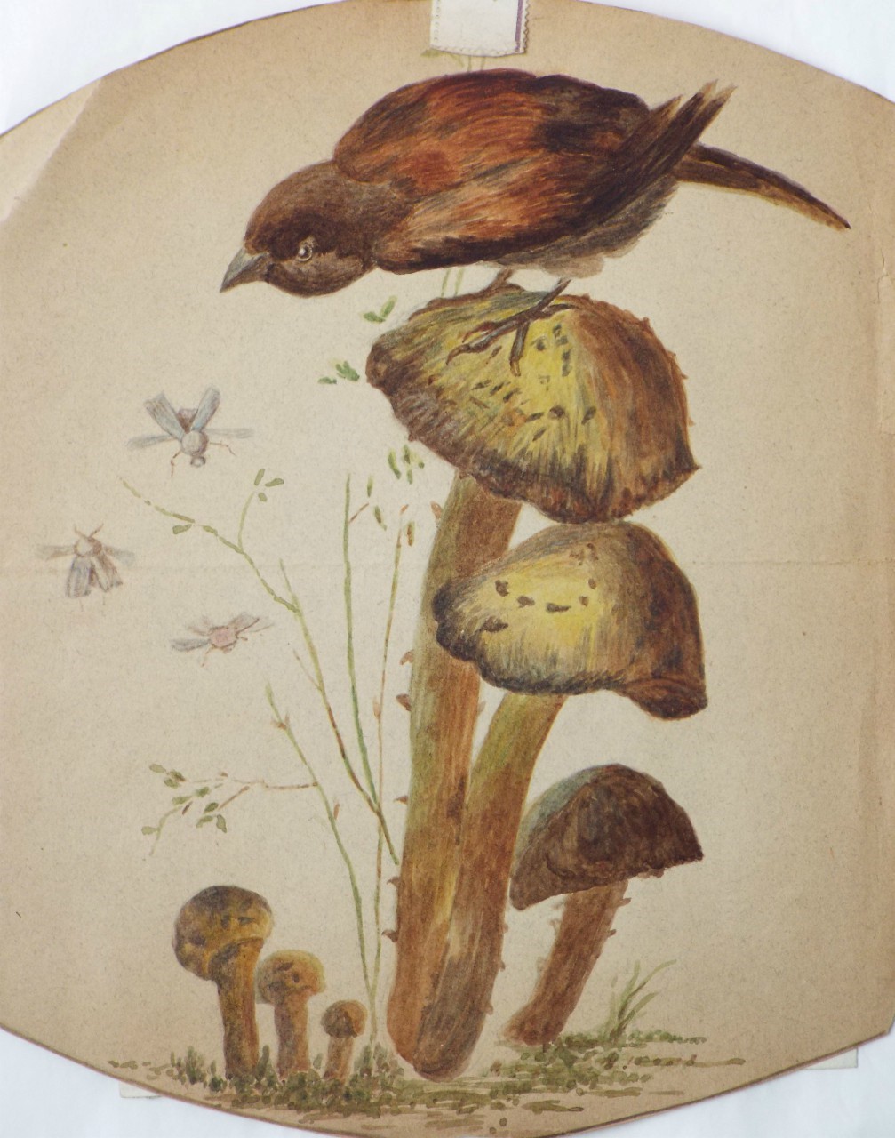 Watercolour - (Sparrow on mushrooms)