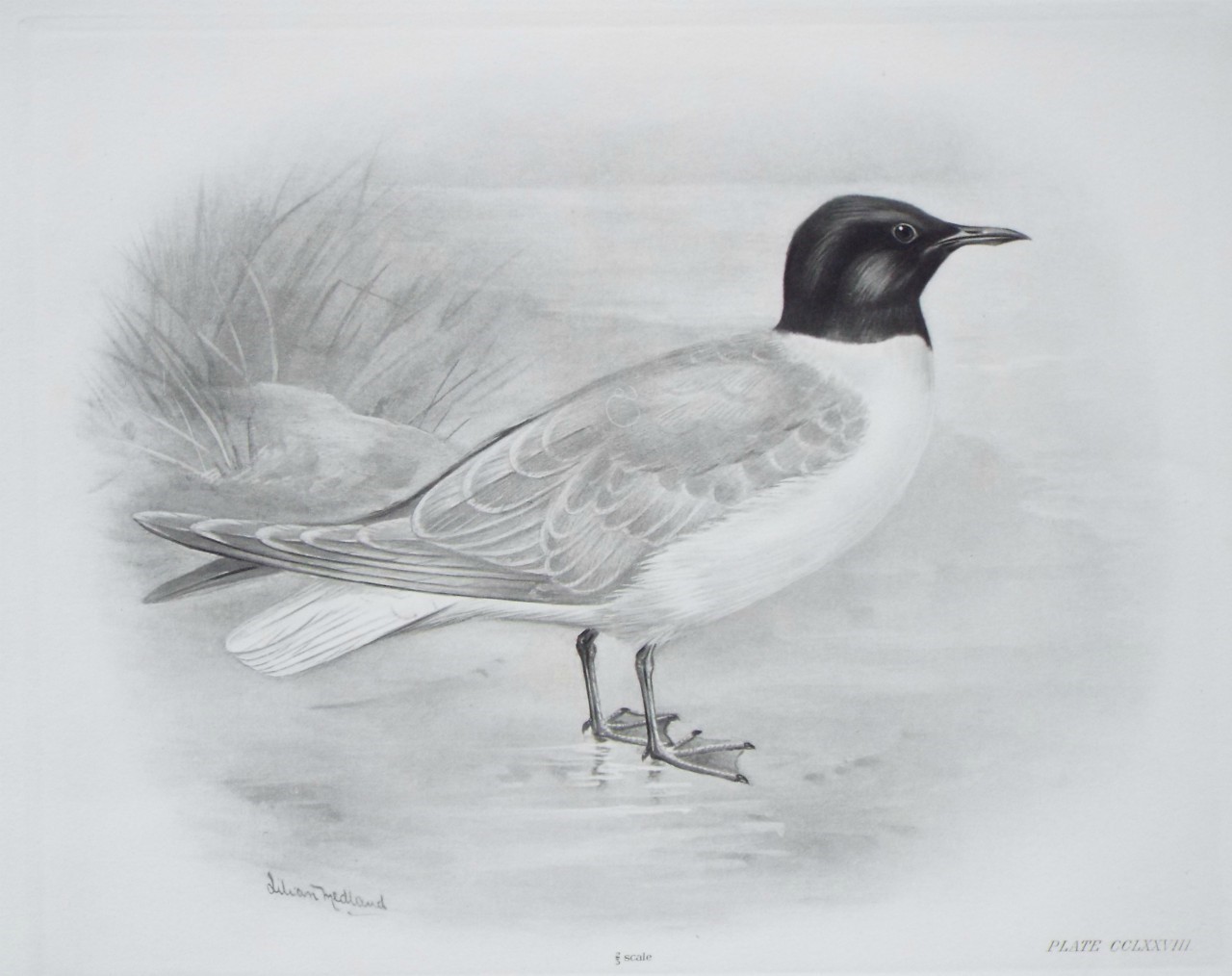 Gravure - Blackheaded Gull