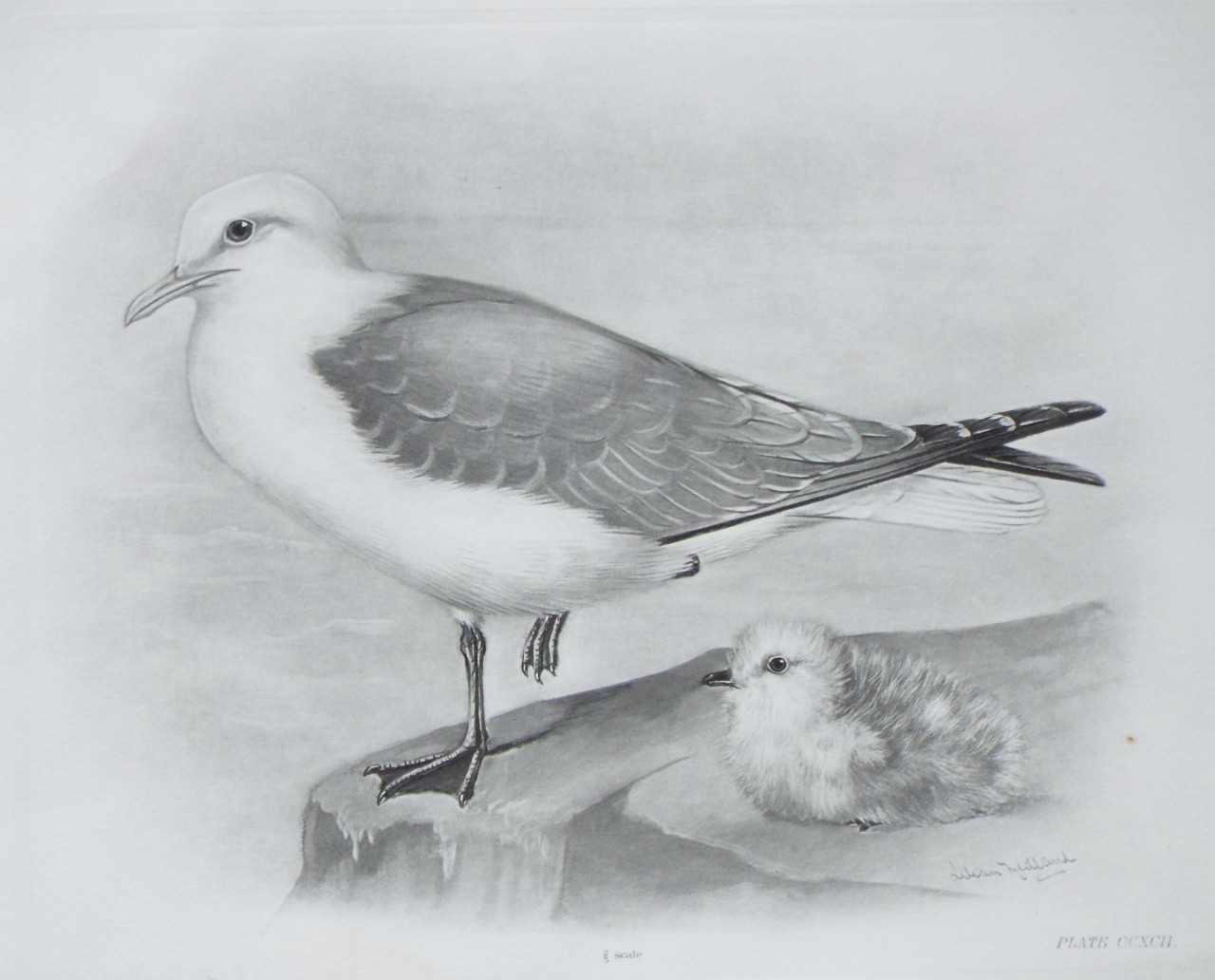 Gravure - Herring gull?