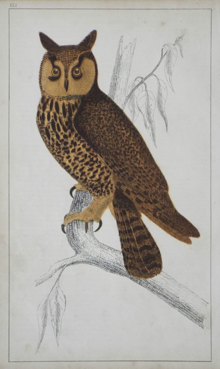 Print - Long-eared Owl