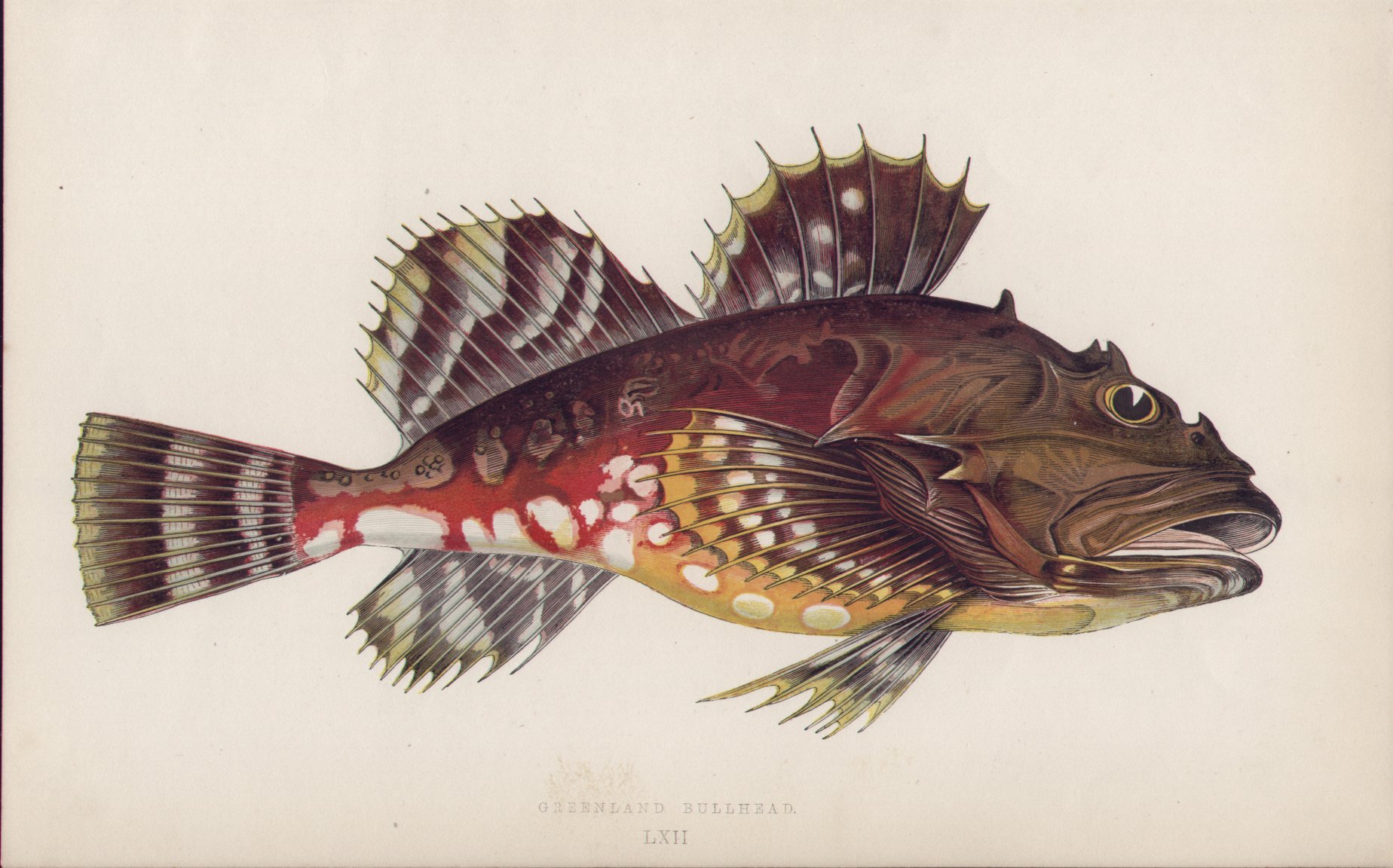 Chromolithograph - 062 Greenland Bullhead. LXII - Fawcett